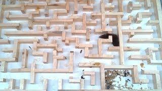 Bigger, tighter mouse maze experiments