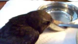 Rare, but possible: common swift bird eating and drinking on its own