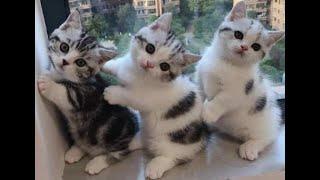  Funny kittens for a good mood!  A selection of jokes with cats and kittens! 