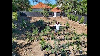 Growing over 100 Fruit Trees in Backyard Tour - Part 1