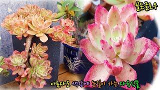 두툼한 목대와 아름다운 색감에 눈길이가는 다육식물 골든글로우(Echeveria cv. Golden Glow)