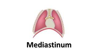 Mediastinum. Prof. Dr. Md. Ashfaqur Rahman