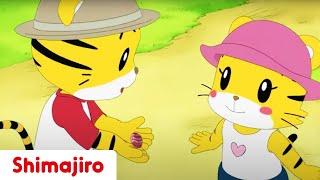 A Surprise for My Baby Sister!  | Family | Brother & Sister | Kids videos for kids | Shimajiro