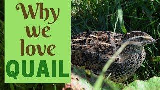 10 Reasons To Keep Quail