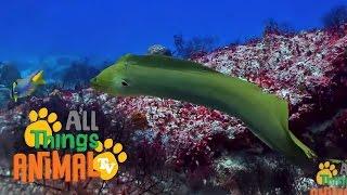 * EELS * | Animals For Kids | All Things Animal TV