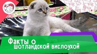 6 необычных фактов о шотландской вислоухой