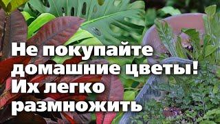 Несколько способов размножения комнатных растений. Опыт специалиста