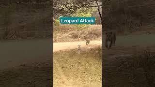 Leopard attacked dog in Jhalana #jhalana #leopard #dog #ytviral