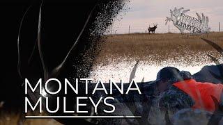 Montana Muleys - Hunting the Plains in Central Montana.