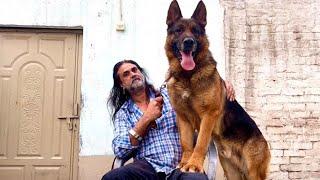 World Biggest Stock Coat German Shepherd in Lahore Punjab 