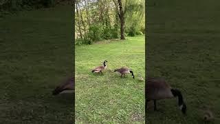 Baby geese | Дикие Гуси с гусятами. #goose #ducks #spring #shorts #жизньвсша #newyork #nature #утки