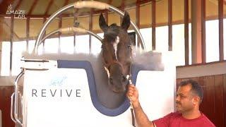 Racehorses Undergo Cryotherapy Treatment in Dubai in World's First