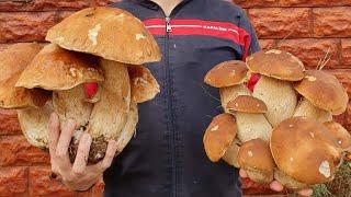 12.10.2024 Beautiful mushrooms from Eastern Europe #funghi #porcini #boletus #grzyby #гриби