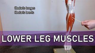 Muscles of the Lower Leg (with labels)