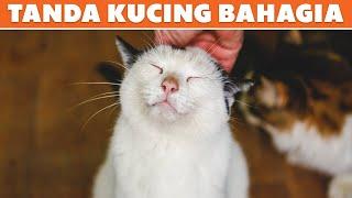 Sering Melakukan Hal Ini! Bukti dan Tanda Kucing Bahagia Hidup Bersamamu