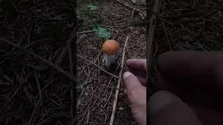 Orange birch bolete,two young pieces 19.08.2023#mushroom #fungi #porcini #boletus #nature#steinpilze