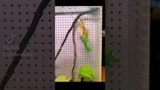 mantis molting timelapse