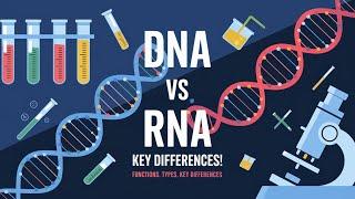 DNA vs RNA: Understanding the Key Differences Explained with Animation