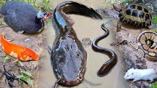 Wow! Catch jumbo catfish in the hole with ornamental fish, koi fish, eels, snakehead fish, turtles