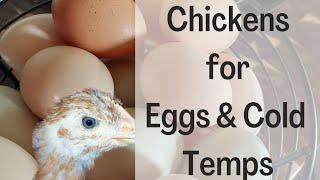 4 CHICKEN BREEDS FOR COLD CLIMATES AND LOTS OF EGGS | Family friendly chickens for your homestead