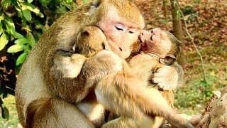 Oops! What's Big Boss Doing Two Little Baby Monkeys! Awesome Boss Mark Playing With Kids!