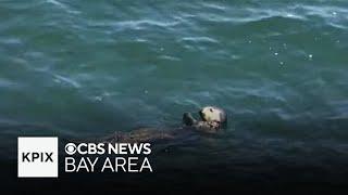 Surfboard-stealing otter makes return to Santa Cruz
