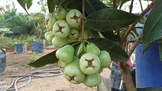 rekomendasi tanaman buah dalam pot ( tambulapot ) yang mudah berbuah