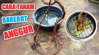 Cara Tanam Bareroot Anggur Import‼️Mudah Gk Pake Ribet‼️