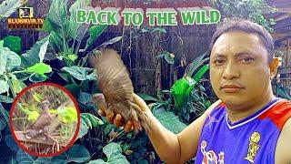 BACK TO THE WILD | REXNORVIN TV