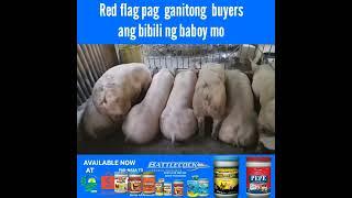 Red flag pag ganitong buyers ang bibili ng baboy mo