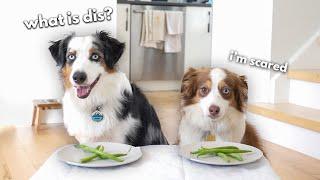 Dog Reviews Food With Girlfriend | Mini Aussie Taste Test