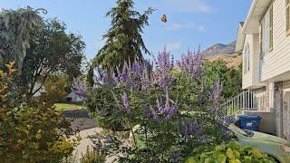 Plant of the Week, Herbs, How to Grow Chaste Tree, or Vitex Agnus castus in Zone 6