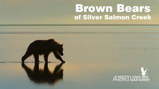 Brown Bears Silver Salmon Creek Alaska Photo Tour by Joseph Van Os Photo Safaris