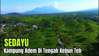 KAMPUNG ADEM DI TENGAH KEBUN TEH