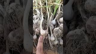 Garlic Gardening Tip #shorts