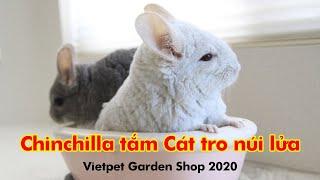 Sóc Chuột Chinchilla 2020 cập bến Vietpetgarden