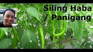 Planting Siling Panigang - Green sili or siling haba