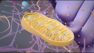 Metabolismus der Zelle