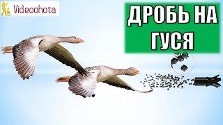 Какой дробью стрелять гуся на охоте? Videoohota