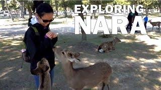 Things to Do in Nara : Day Trip Travel Guide