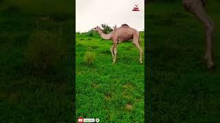 Camel in desert thar #short #shorts #video #viral #india #rajasthan #Kuwait #animals #camel #thar