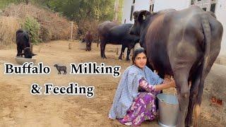 “A Beautiful Girl Milked The Buffalo ”/ Unseen Haryanvi Village Life || Manvi Singh Vlogs || #vlog