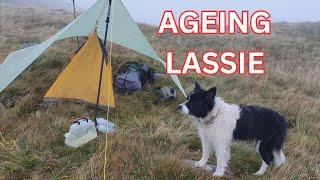 Lassie and what her possible wild camping hiking future is