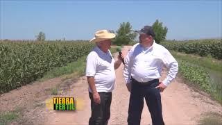 TIERRA FERTIL Producciones en Sinaloa de Sorgo, maíz y berenjena (31 de mayo 2014)