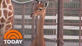Rare spot-less giraffe born at Tennessee zoo: Help name her!