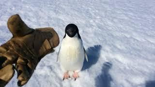 Злой пингвин