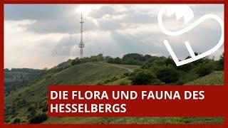 Die Flora und Fauna des Hesselbergs