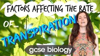 FACTORS AFFECTING THE RATE TRANSPIRATION GCSE Biology 9-1 | Combined Sci