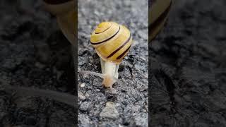 #schnecke #schnecken #snail #snails #schneckentempo #youtube #video #fy #reel #reels #shorts 