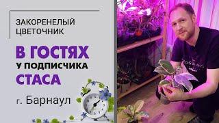 В гостях у Стаса. Монстеры, филодендроны, аглаонемы. Большая коллекция комнатных цветов